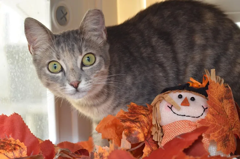 A baby small-sized female Domestic Short Hair cat named Lunala for adoption in Sanford, FL