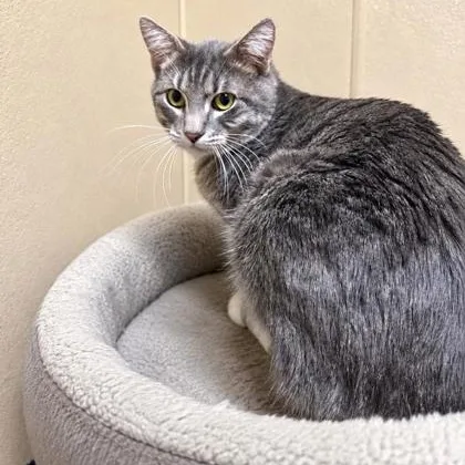 An adult medium-sized male Gray & White Domestic Short Hair cat named Bagel for adoption in Quincy, IL