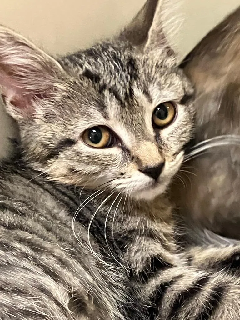 A young medium-sized female Domestic Short Hair cat named Reba for adoption in Christiansburg, VA