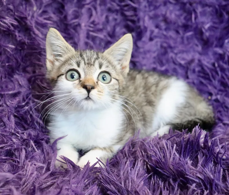 A baby medium-sized female Tabby (Buff / Tan / Fawn) Domestic Short Hair cat named Smudge for adoption in Saint Augustine, FL