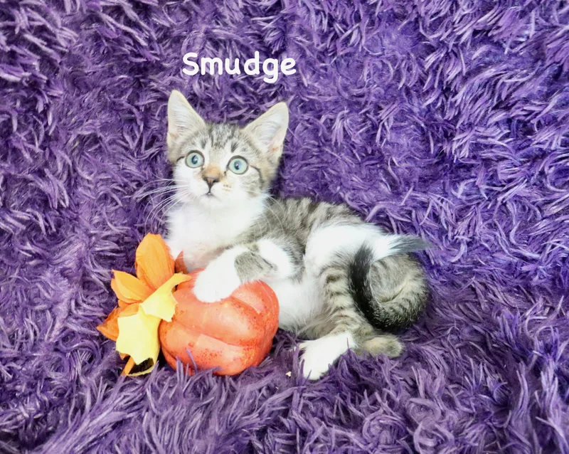 Smudge thumbnail 4