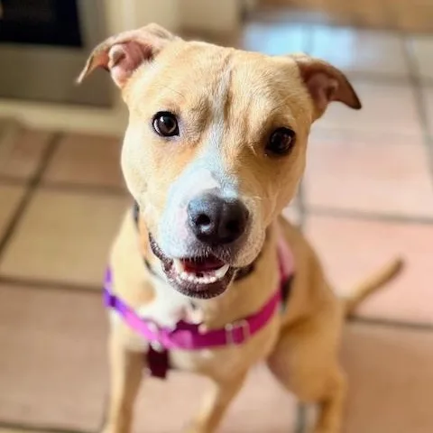 A young medium-sized female Pit Bull Terrier dog named Bunny for adoption in Chicago, IL