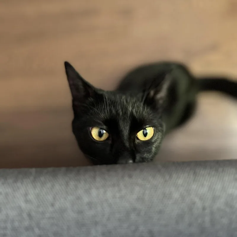 A young small-sized female Black Domestic Short Hair cat named Senorita Margarita for adoption in North Branford, CT