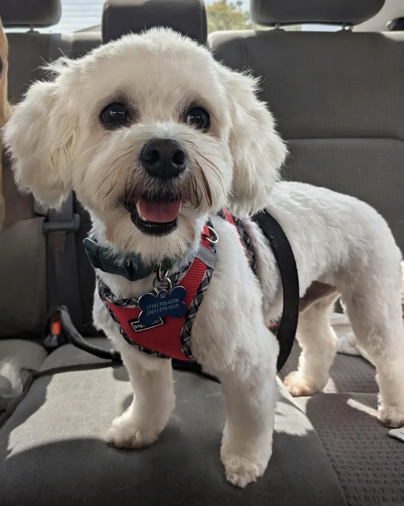 An adult small-sized male Poodle dog named Banner for adoption in Corona, CA