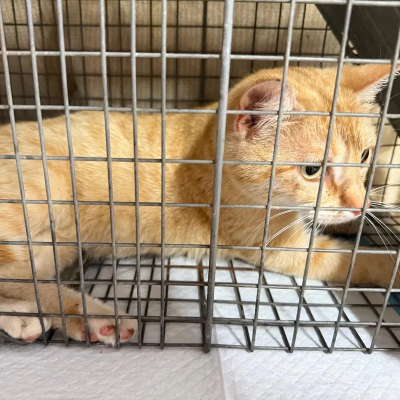 A young medium-sized female Orange / Red Domestic Short Hair cat named Marjorine for adoption in Flower Mound, TX
