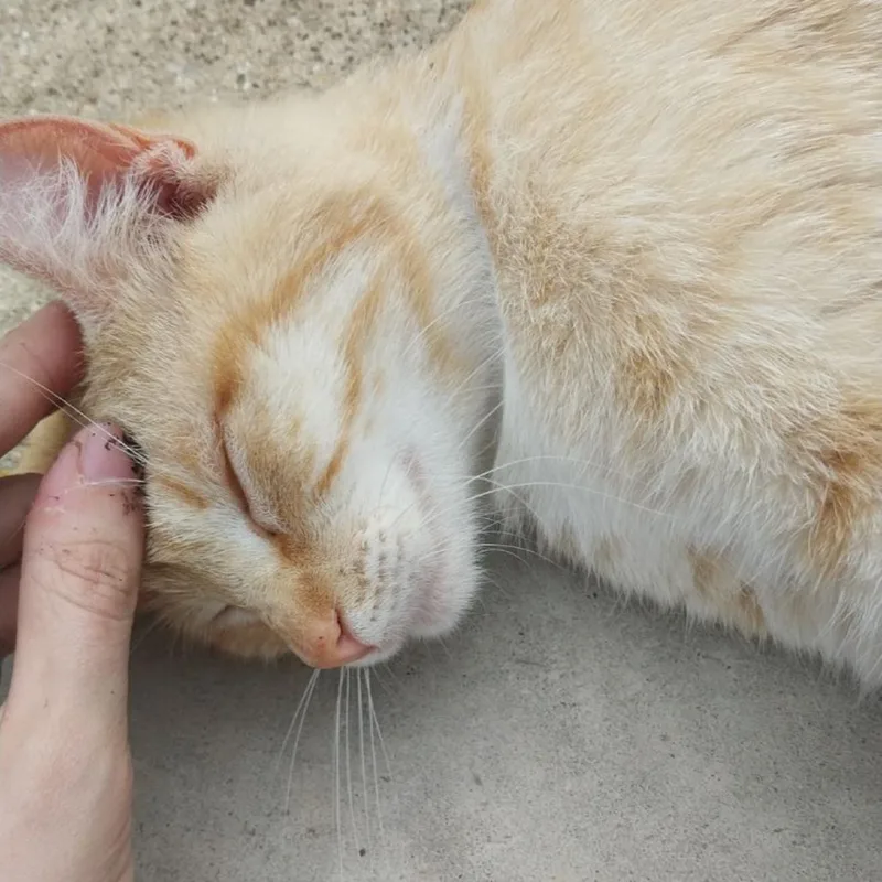 Marjorine thumbnail 2