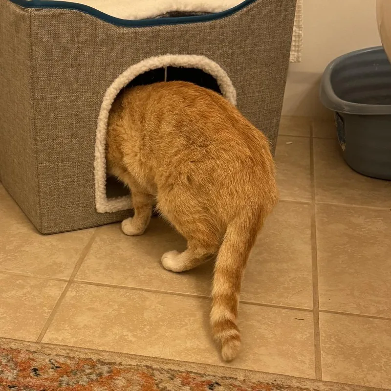 Marjorine thumbnail 3