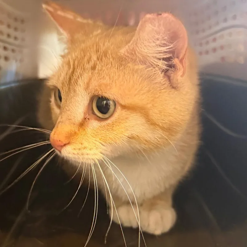 Marjorine thumbnail 4