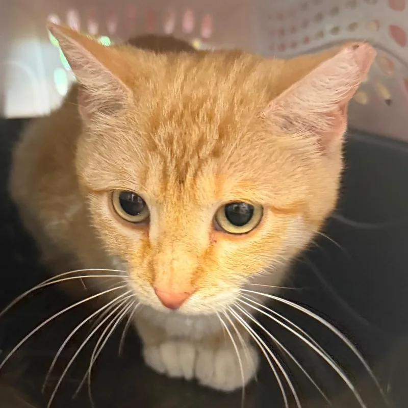 Marjorine thumbnail 5