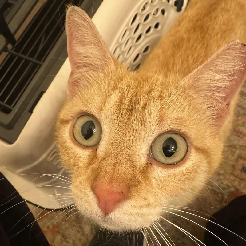 Marjorine thumbnail 6