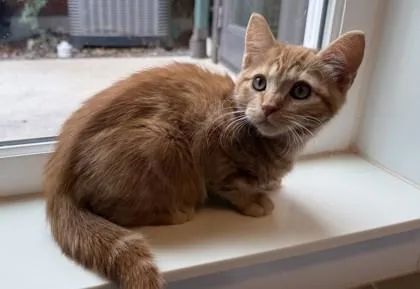A baby small-sized male Domestic Short Hair cat named Bexley for adoption in Sultan, WA