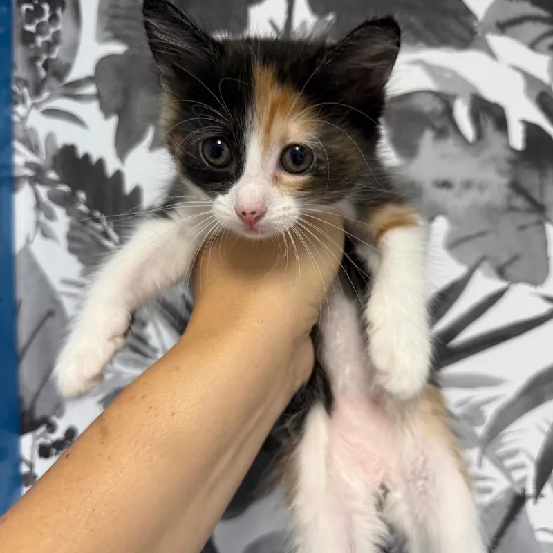 A baby small-sized female Calico Domestic Medium Hair cat named Penny for adoption in Wahiawa, HI