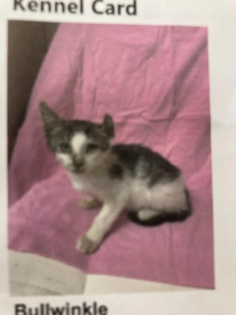 A baby medium-sized male Domestic Short Hair cat named Bullwinkle for adoption in Burnsville, NC