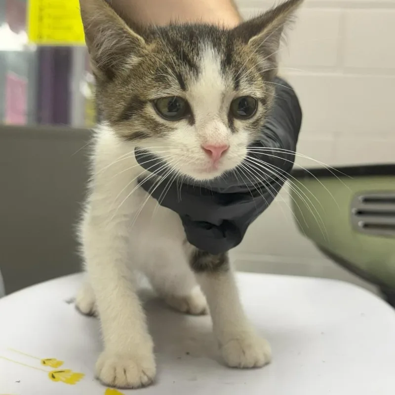 A baby small-sized male Domestic Short Hair cat named Jr for adoption in Lufkin, TX