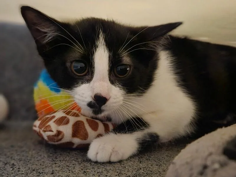 Mochi thumbnail 5
