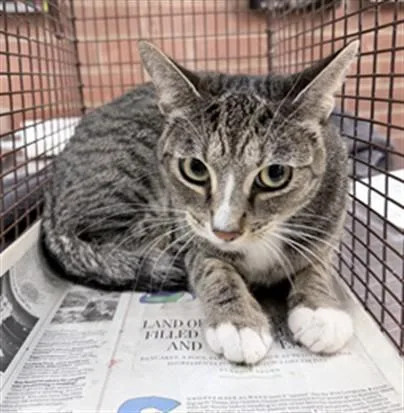 A young medium-sized female Domestic Short Hair cat named Grace for adoption in Los Angeles, CA