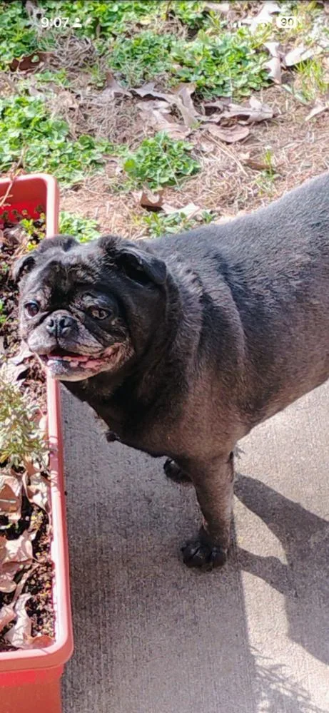 An adult small-sized female Black Pug dog named Luna Lou for adoption in Parker, CO