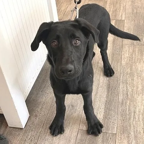 A baby medium-sized male Labrador Retriever dog named Bellingham for adoption in Los Angeles, CA