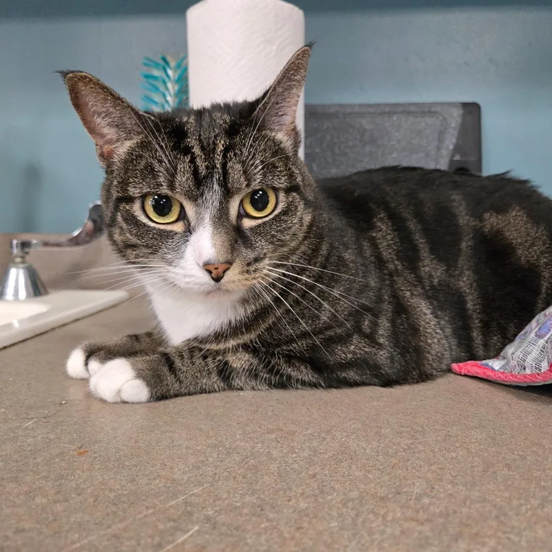 A senior large-sized female Brown / Chocolate Domestic Short Hair cat named Blue Raspberry for adoption in Baltimore, MD