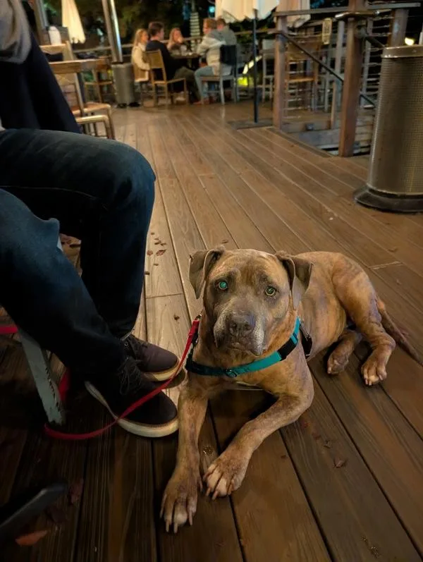 An adult small-sized female Pit Bull Terrier dog named Precious for adoption in San Diego, CA