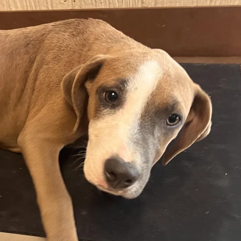A baby medium-sized female Hound dog named Pecan Pie for adoption in Clarksville, AR