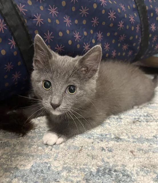 A baby small-sized female Domestic Short Hair cat named Lint for adoption in Sacramento, CA