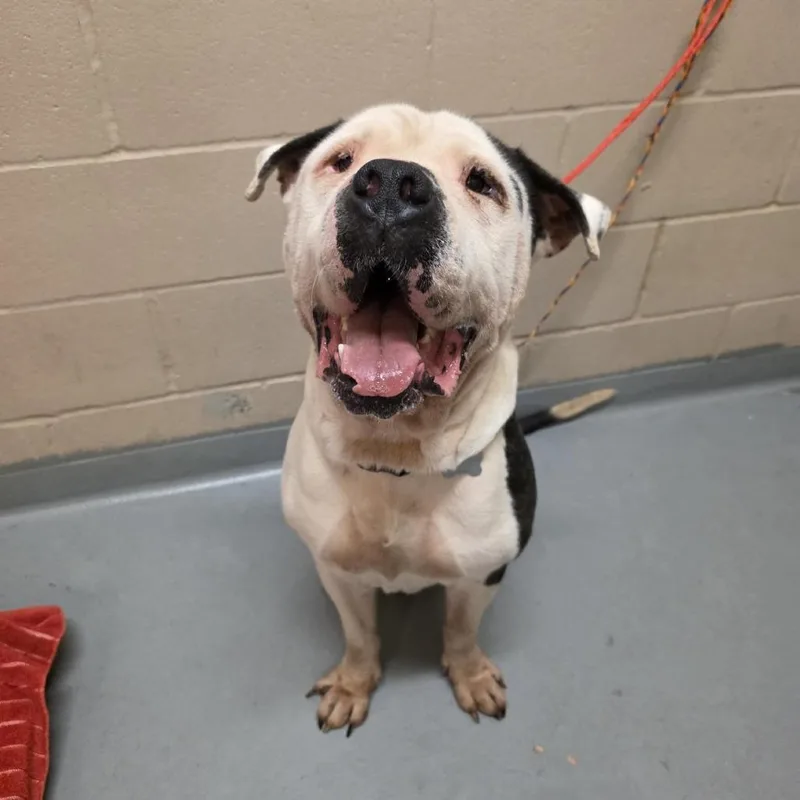 An adult large-sized male White / Cream American Bulldog dog named Merlin for adoption in Tacoma, WA