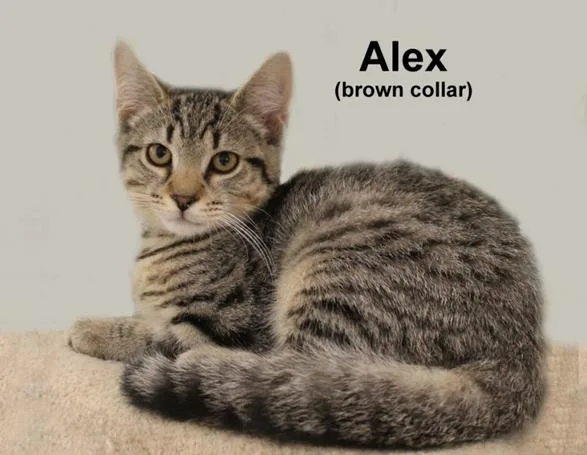 A baby medium-sized male Gray / Blue / Silver Domestic Short Hair cat named Alex Fuhr. for adoption in Stowe, PA
