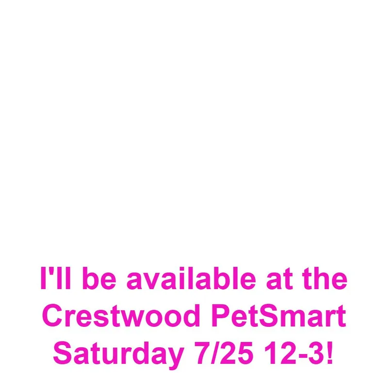 A young small-sized male Black Chihuahua dog named Carl for adoption in Matteson, IL
