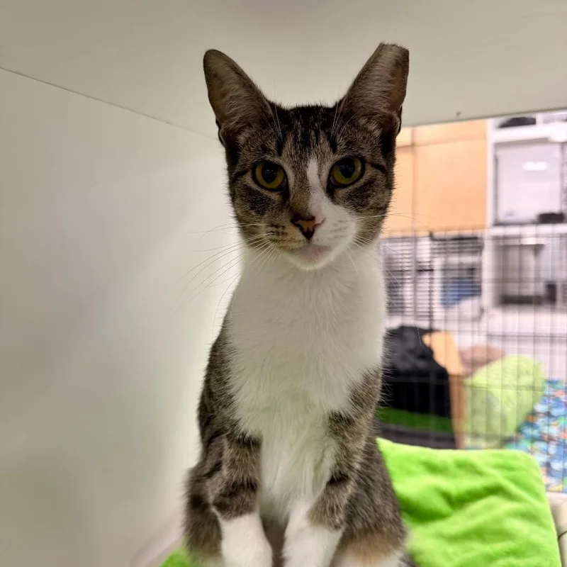 A young medium-sized female White Domestic Short Hair cat named Evie for adoption in Hampton Bays, NY