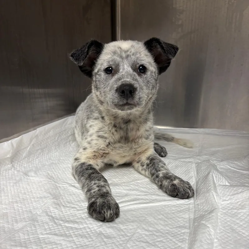 A baby medium-sized female Black Mixed Breed dog named Zuma for adoption in Columbiana, AL