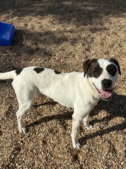 An adult large-sized male Mixed Breed dog named Bingo for adoption in New Orleans, LA