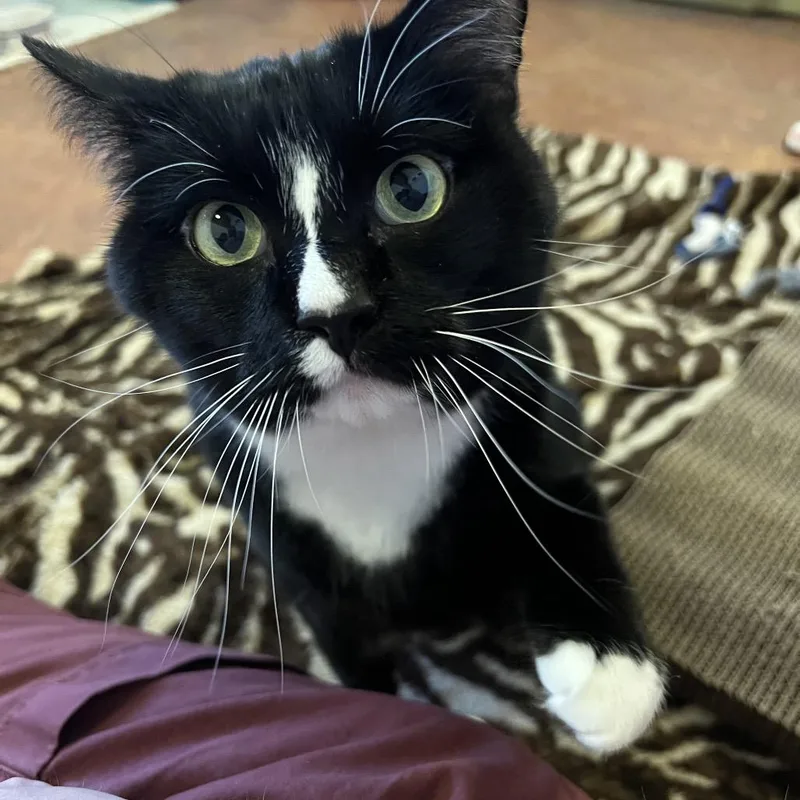 An adult large-sized female Black Domestic Short Hair cat named Friday for adoption in Glenwood Springs, CO