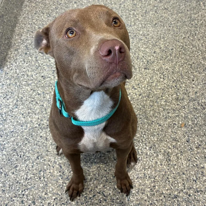 An adult medium-sized female Brown / Chocolate Mixed Breed dog named Pecan for adoption in Dearborn, MI