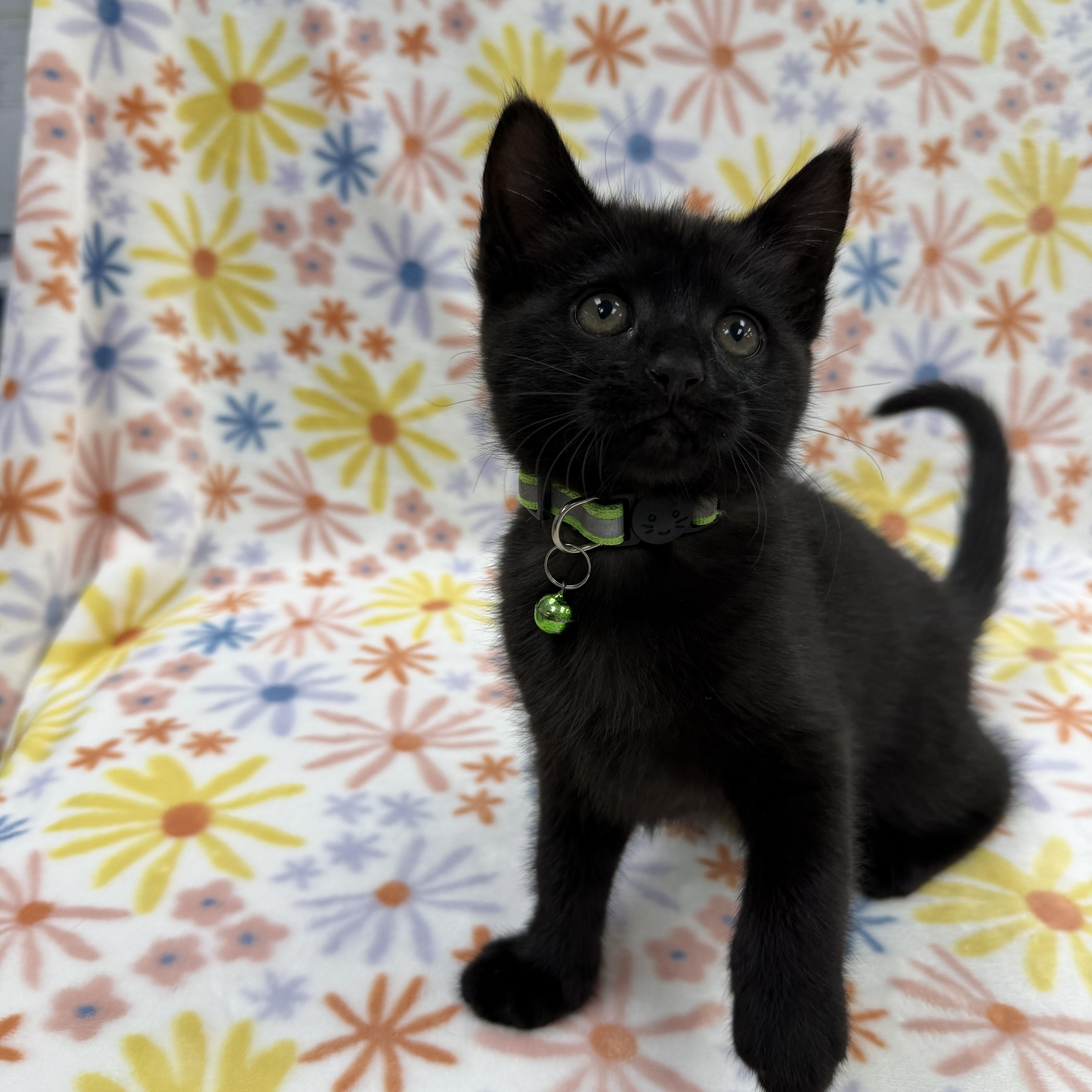 A baby medium-sized female Black Domestic Short Hair cat named Astrid for adoption in Columbus, OH