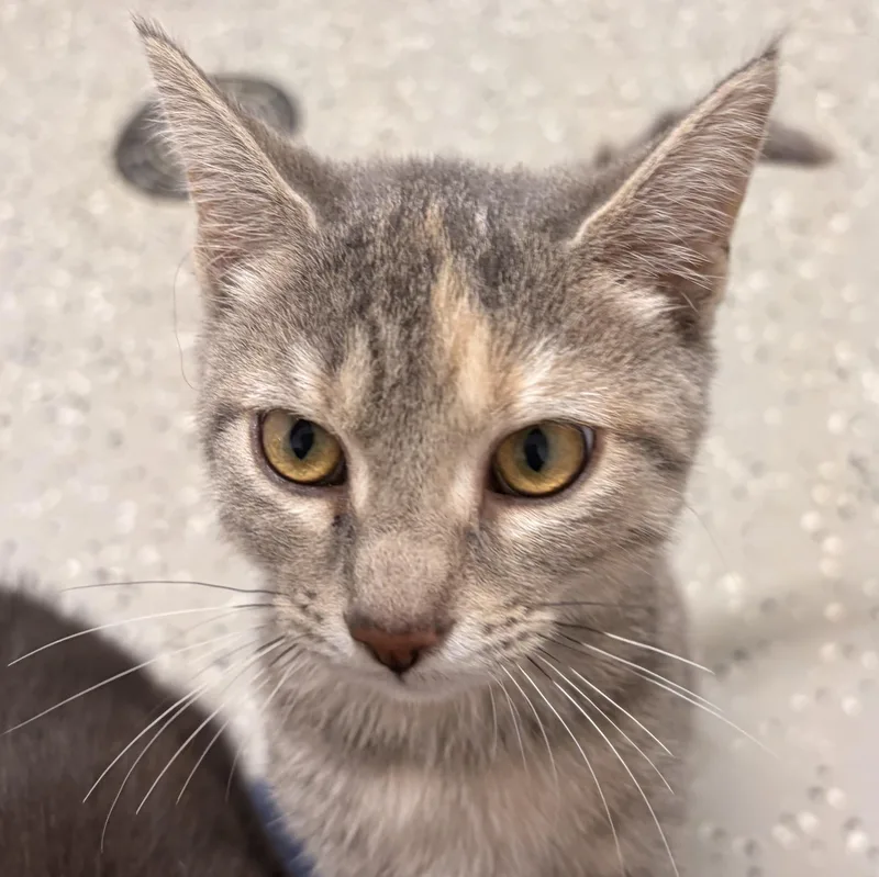 A young medium-sized female Tabby (Gray / Blue / Silver) Domestic Short Hair cat named Spazzy for adoption in Bryan, OH
