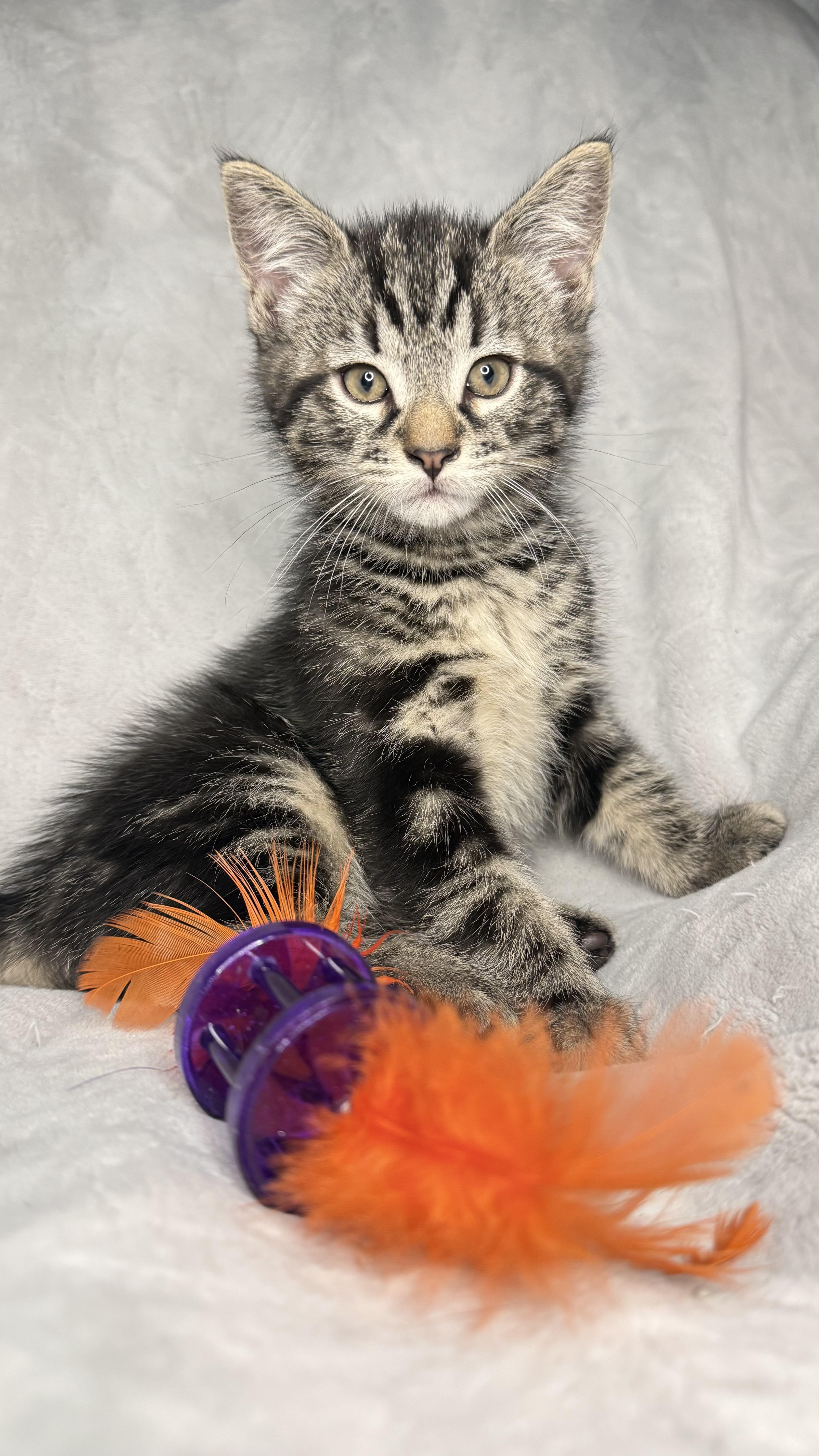 A baby medium-sized male Domestic Short Hair cat named The Friend's Crew for adoption in Hickory, NC
