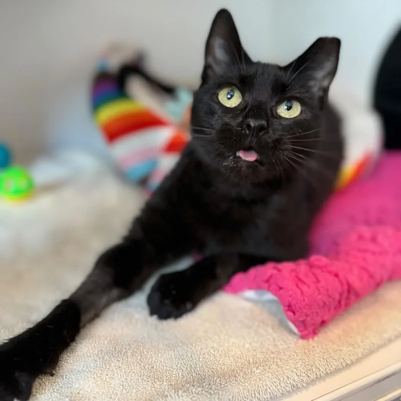 An adult medium-sized female Black Domestic Short Hair cat named Officer Hops for adoption in Los Angeles, CA