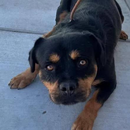 A baby small-sized male Black Rottweiler dog named Chop Jr for adoption in Los Banos, CA