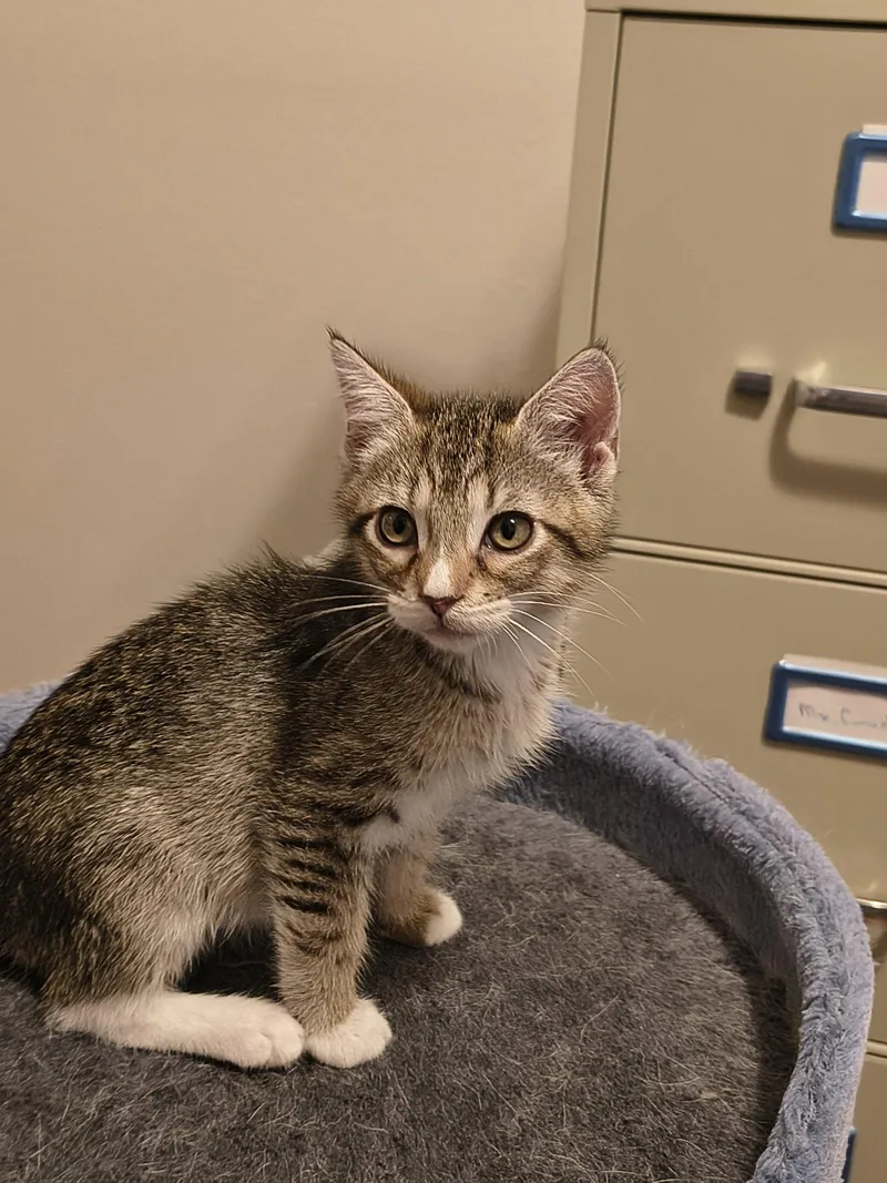 A baby medium-sized male Tiger cat named Louis XIV for adoption in Wesley Chapel, FL