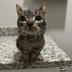 A young small-sized male Domestic Short Hair cat named Gatsby for adoption in Lake Jackson, TX