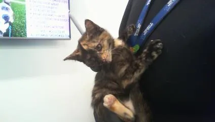 A baby small-sized female Domestic Short Hair cat named Lorena for adoption in Charlotte, NC