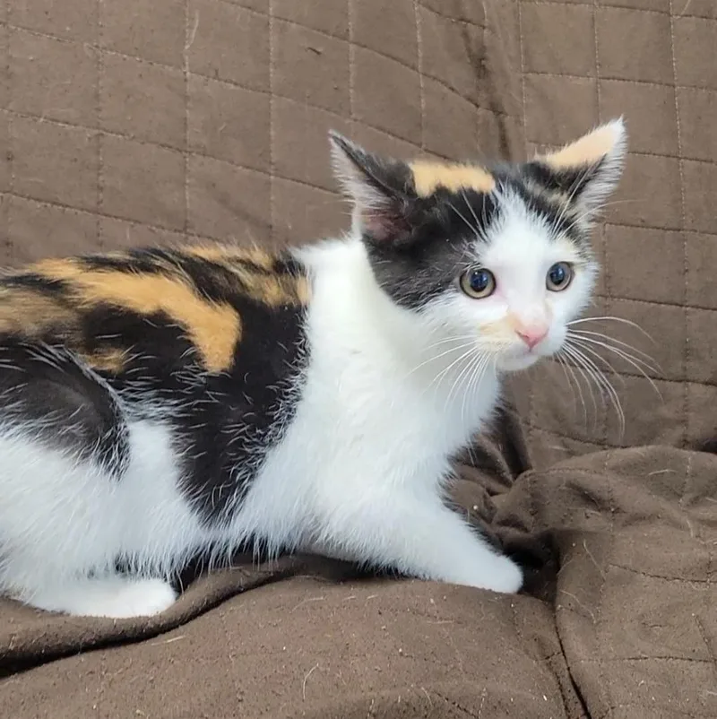 A baby medium-sized female Domestic Short Hair cat named Baton for adoption in Sandusky, OH