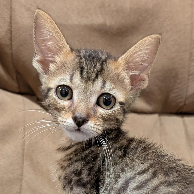 A baby small-sized male Brown / Chocolate Domestic Short Hair cat named Thumbtack for adoption in Roselle, IL