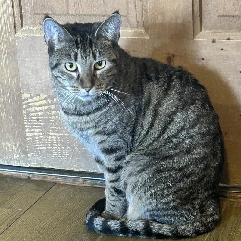 An adult large-sized female Domestic Short Hair cat named Phoebe for adoption in Middletown, NY