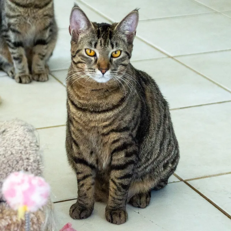 Phoebe thumbnail 5