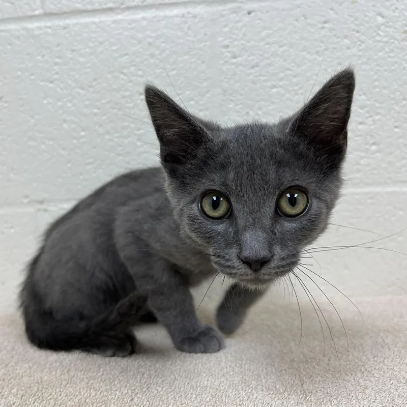 A baby medium-sized male Gray / Blue / Silver Domestic Short Hair cat named Beerus for adoption in Verona, VA