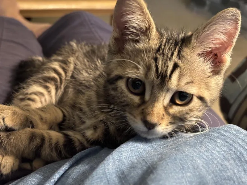 A baby small-sized female Brown / Chocolate Domestic Short Hair cat named Tuna for adoption in Vancouver, WA