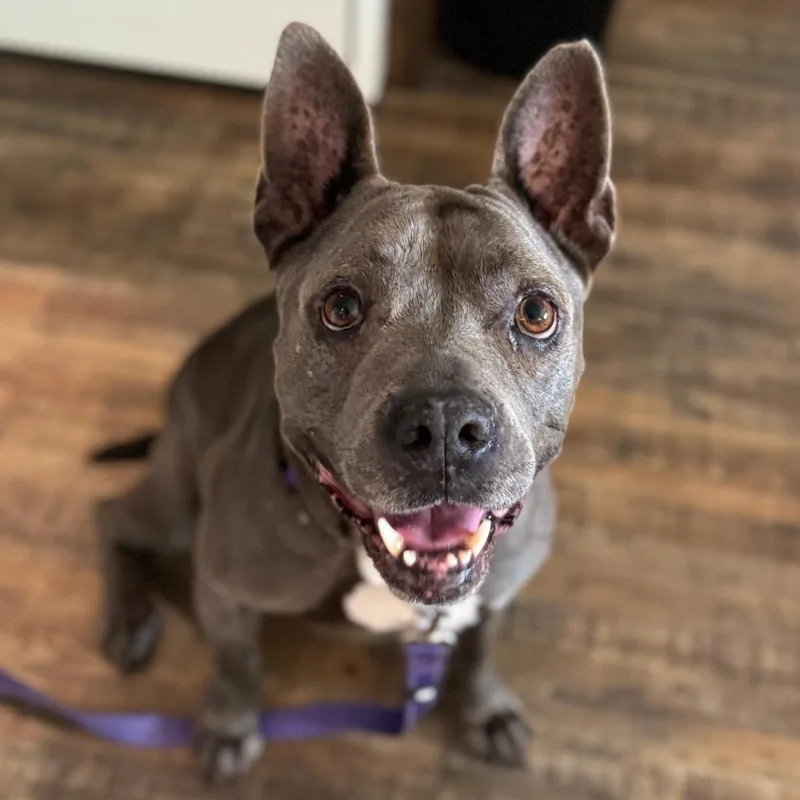 An adult medium-sized female Gray / Blue / Silver Mixed Breed dog named Zena for adoption in Naples, FL