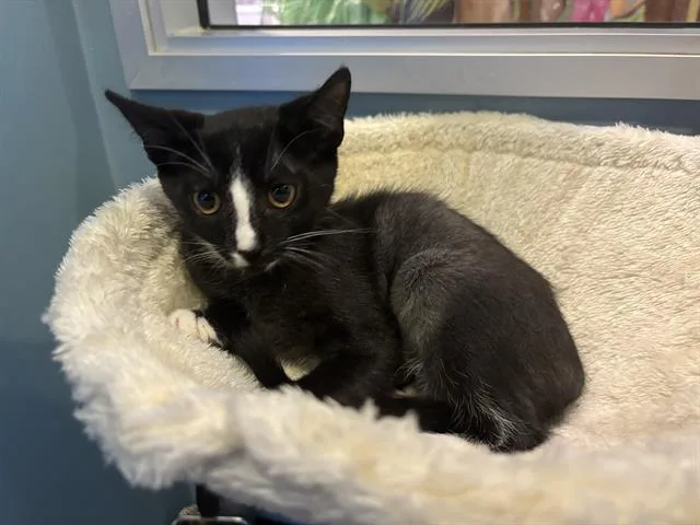 A baby small-sized female Domestic Short Hair cat named Missy for adoption in Santa Clara, CA